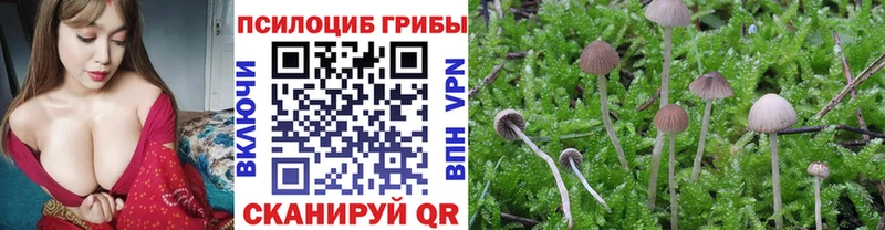 Псилоцибиновые грибы прущие грибы  MEGA ссылка  Кедровый  где купить наркоту 